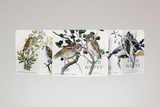 Field Notes Notebooks